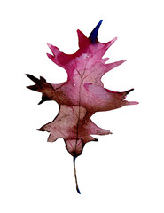Watercolor oak leaf painting on white background. Aquarelle Gradient with Antique Ruby, Maroon, Bordeaux color, Burgundy color. Bright  autumn symbol, emblem.