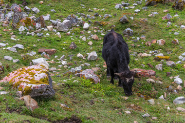 Cow is grazing on the mountain in Peru (Salkantay track)