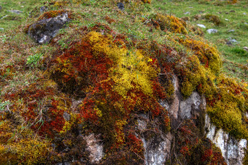 Rocks covered with moss on the descent from the mountain. Salkantay trek, Peru