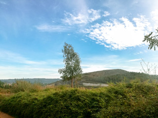 landscape with trees and blue sky