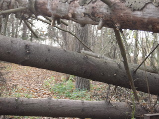 fallen tree