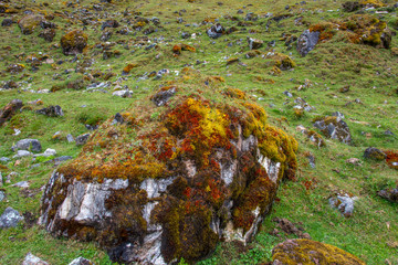 Rocks covered with moss on the descent from the mountain. Salkantay trek, Peru