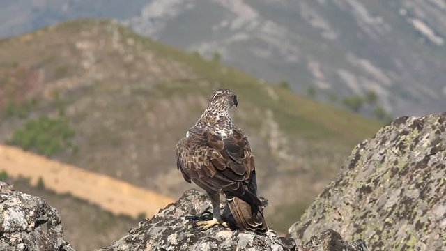 Bonelli&acute;s Eagle, Aquila fasciata, raptor, eagle, bird