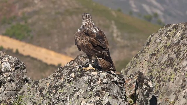 Bonelli&acute;s Eagle, Aquila fasciata, birds