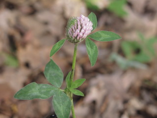 clover