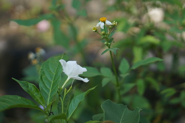 flowers in the garden