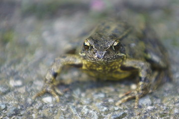 Frog in Garden 2