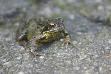 Frog in Garden 1