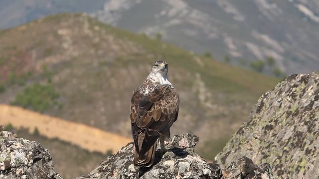 Bonelli&acute;s Eagle, Aquila fasciata
