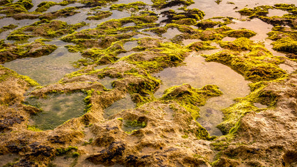 Scenic waterscape. Low tide at the beach. Seascape during sunset. Background for design. Copy space.