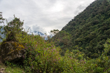 Fototapeta na wymiar Сloud forest and tropical jungle around Chaullay in Peru (Salkantay trek)