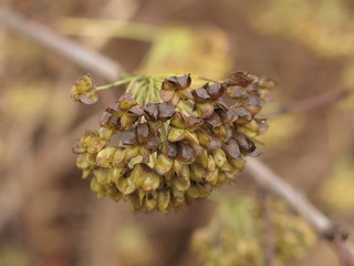 dry brush shrub in autumn with seeds