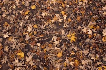 Fall Leaves Background