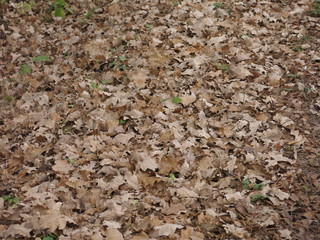 autumn leaves lie on the ground