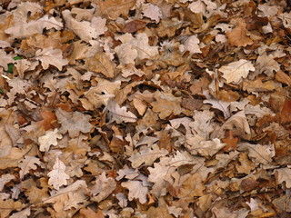 autumn leaves lie on the ground