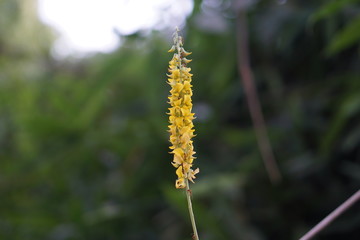 yellow flower in the field