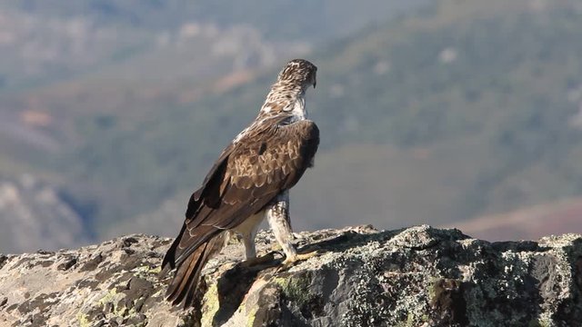 Bonelli&acute;s Eagle, Aquila fasciata, raptor, eagle, bird