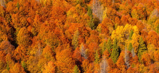 Wide angle autumn forest background texture. Mountain slope, covered with yellow and orange trees.