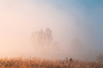 Beautiful autumn misty sunrise landscape. Foggy morning at scenic  meadow with high dry grass and trees through the dense fog.