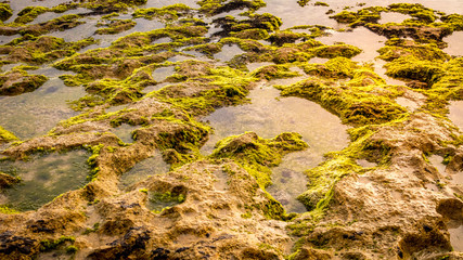 Scenic waterscape. Low tide at the beach. Seascape during sunset. Background for design. Copy space.