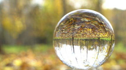 Nature Video Scenario scene close up in crystal ball with backgorund of colorful maple leaf and other yellow leaves from the trees, forest scenery, autumn mood in a park