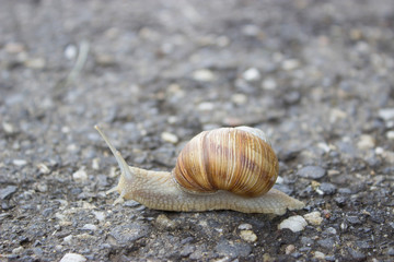 snail on the road