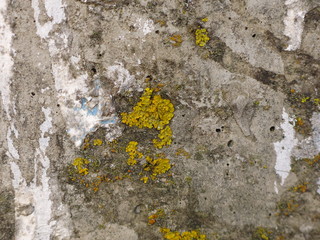 yellow lichen on the gray concrete