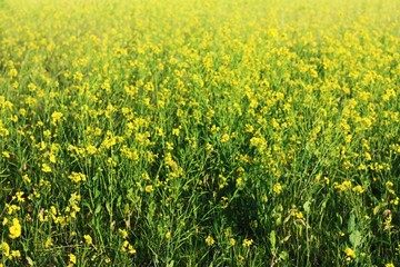 Fototapeta premium Beautiful glade of yellow green flowers close up