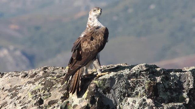 Bonelli&acute;s Eagle, Aquila fasciata