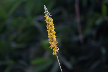 yellow flower
