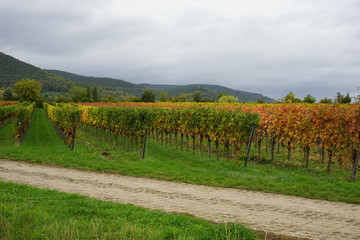 Weg durch herbstliche Weinberge bei St. Martin in Rheinland-Paflaz
