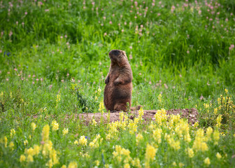 Fototapeta premium Marmot in a meadow in the steppe