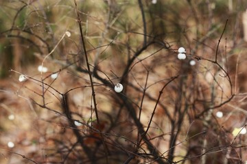 White berries in the forest close up