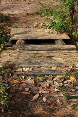 Wooden bridge with foliage in the forest