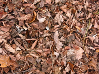 autumn leaves on the ground