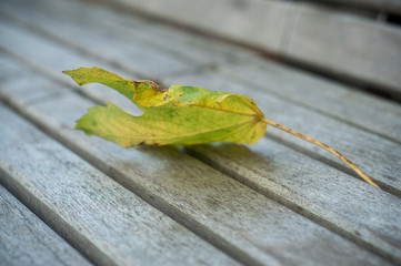 Closeup of autumnal maple leaf on wooden bench in urban park