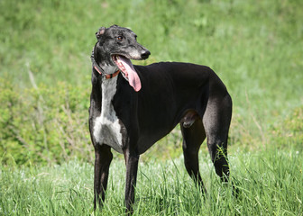 Black greyhound stand in spring forest. Front view