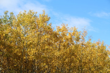 Fototapeta premium Looking Up, Elk Island National Park, Alberta