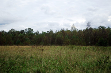 wood and meadow in a moor