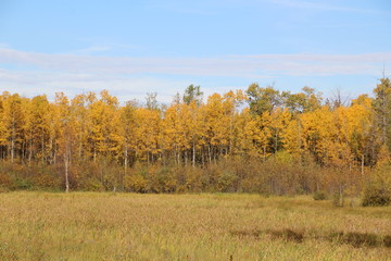 Autumns Tree Line, Elk Island National Park, Alberta