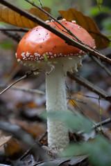 Champignons en forêt