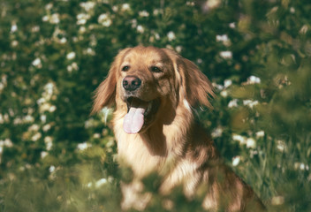 Portrait of a dog hovawart breed in spring flowers. in artistic processing.
