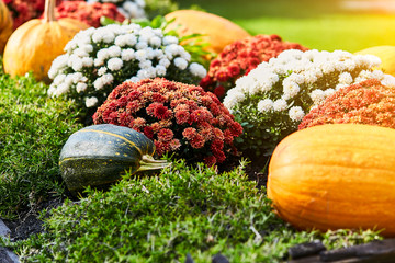 Wagon full of Halloween yellow and green pumpkins. Pumpkin season. Autumn compositions