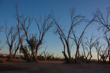 trees died of drought in a dry climate