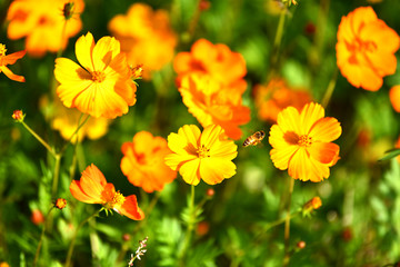 코스모스 cosmos 벌 honey