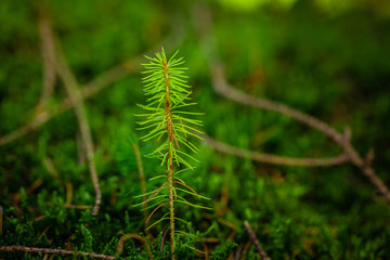 A young sapling of spruce grows in the forest ground with green moss. Sapling spruce planted by nature.  Small coniferous trees. Green sprouts of spruce trees. © stone36