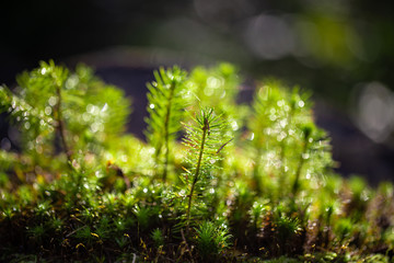 A young sapling of spruce grows in the forest ground with green moss. Sapling spruce planted by...