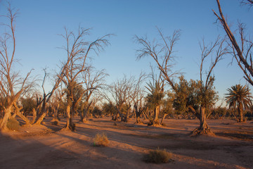 Fototapeta na wymiar trees died of drought in a dry climate