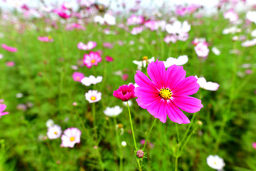 코스모스 cosmos 