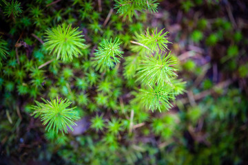 A young sapling of spruce grows in the forest ground with green moss. Sapling spruce planted by nature.  Small coniferous trees. Green sprouts of spruce trees.